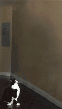 Gif Cat abducted by alien